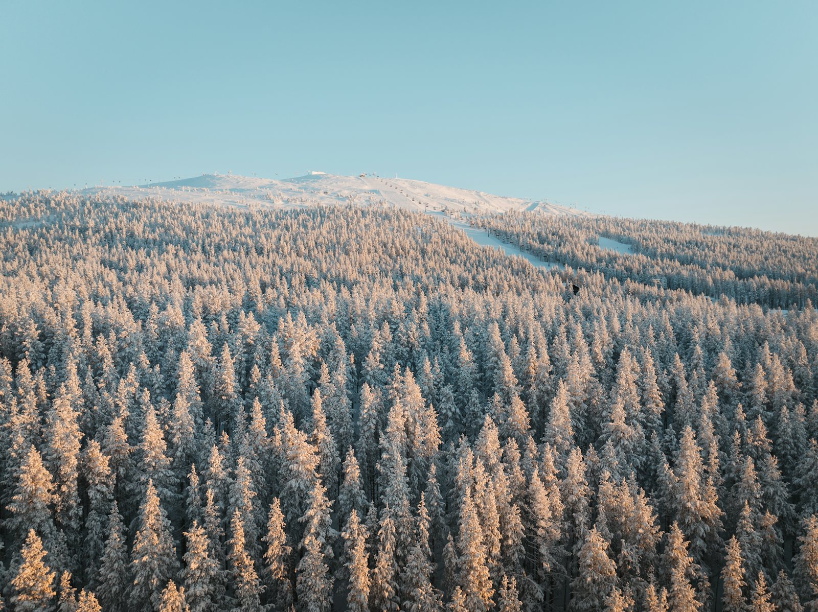 Snöklädd skog och pister på ett fjäll i vintersol